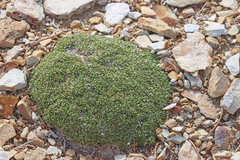 Eremogone hookeri hookeri