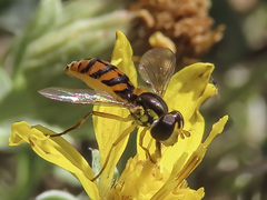 Sphaerophoria pyrrhina