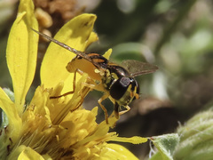 Sphaerophoria pyrrhina