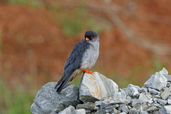 Amur Falcon photo 2