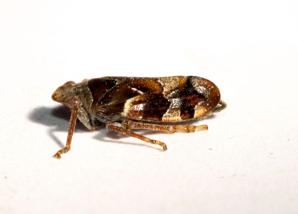 Nototettigometrinae