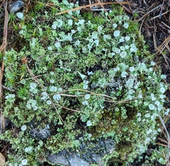 Cladonia asahinae