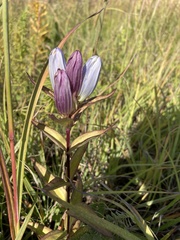 Gentiana × pallidocyanea
