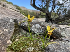 Diuris conspicillata