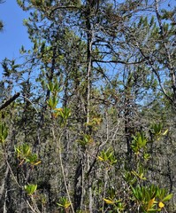 Pinus contorta bolanderi