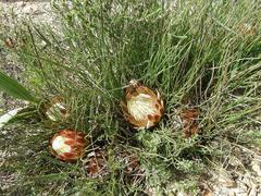 Protea restionifolia
