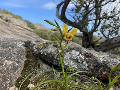 Diuris conspicillata