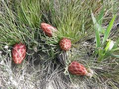 Protea restionifolia