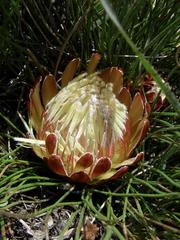 Protea restionifolia