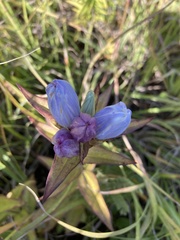 Gentiana × pallidocyanea