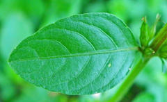 Dyschoriste depressa