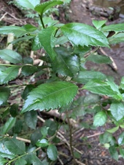 Laureliopsis philippiana