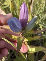 Gentiana × pallidocyanea