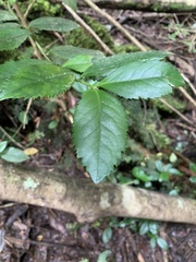 Laureliopsis philippiana