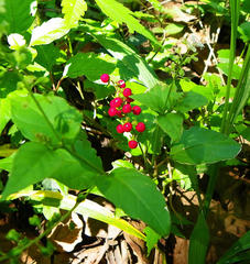Rivina humilis