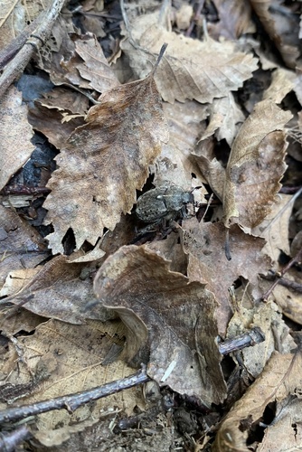 Pristerophora paulseni
