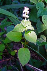 Rivina humilis