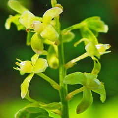 Rivina humilis