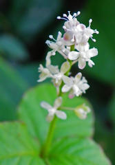 Rivina humilis