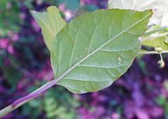 Rivina humilis