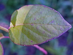 Rivina humilis