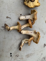 Cantharellus lewisii
