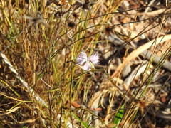 Dianthus broteri