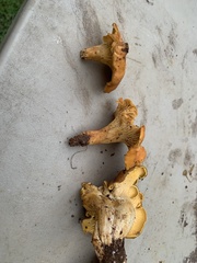 Cantharellus lewisii