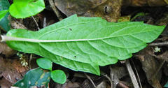 Sphagneticola trilobata