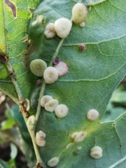 Neuroterus quercusbaccarum