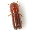 Hickory Timber Beetle - Photo (c) Mike Quinn, San Marcos, some rights reserved (CC BY-NC), uploaded by Mike Quinn, San Marcos