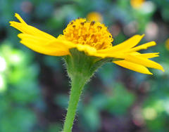 Sphagneticola trilobata