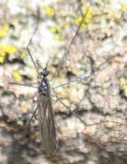 Gnophomyia