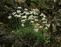 Achillea ageratifolia