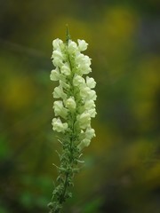 Linaria peloponnesiaca