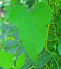 Magnoliopsida