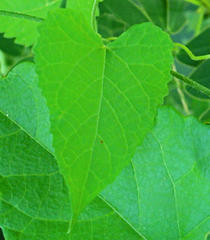 Magnoliopsida