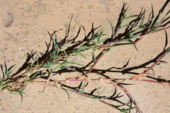 Brachiaria marlothii