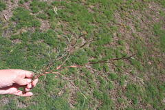 Brachiaria marlothii