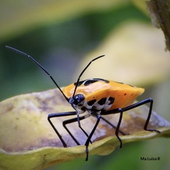 Runibia euopta