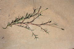 Brachiaria marlothii