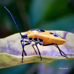 Runibia euopta