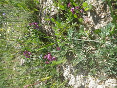 Lessertia excisa