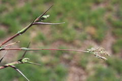 Brachiaria marlothii