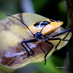 Runibia euopta