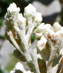 Helichrysum petiolare