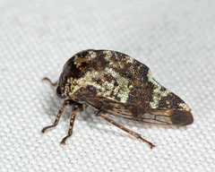 Telamona stephani