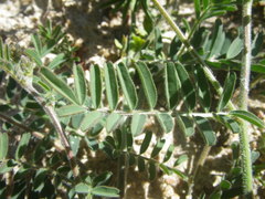 Lessertia excisa