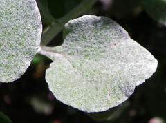 Helichrysum petiolare