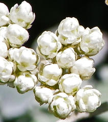 Helichrysum petiolare